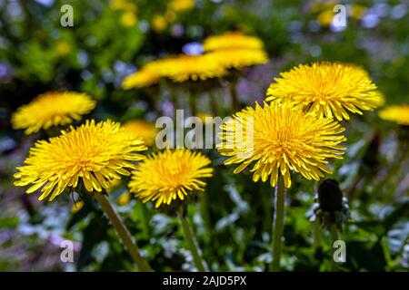 Gelber Löwenzahn. Helle Blumen Löwenzahn auf dem hintergrund der grünen Frühling Wiesen - Bild Stockfoto