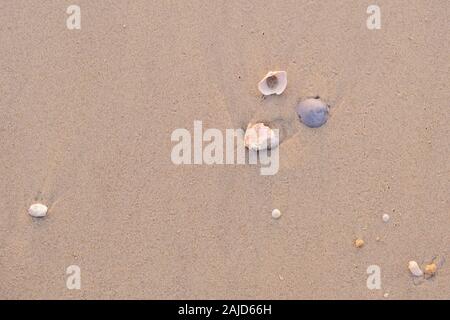 Kleine Muscheln am Strand in Thailand Stockfoto