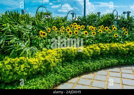 Sonnenblume Garten am Changi Airport Singapur Stockfoto