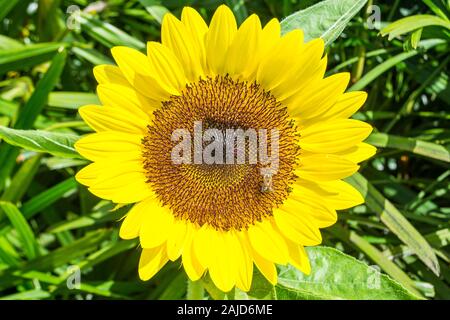 Sonnenblume Garten am Changi Airport Singapur Stockfoto