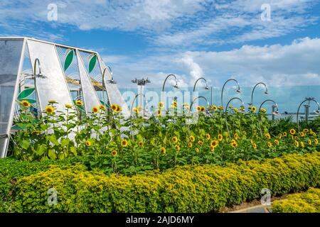Sonnenblume Garten am Changi Airport Singapur Stockfoto