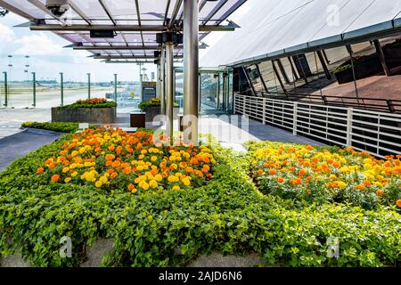 Sonnenblume Garten am Changi Airport Singapur Stockfoto