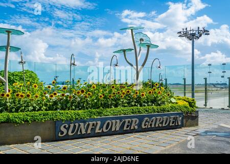Sonnenblume Garten am Changi Airport Singapur Stockfoto