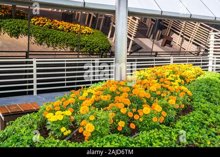 Sonnenblume Garten am Changi Airport Singapur Stockfoto