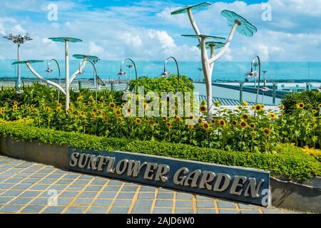 Sonnenblume Garten am Changi Airport Singapur Stockfoto