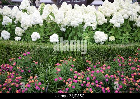 Eine Reihe von rispe Hortensien, Hecken und Zinnia. Stockfoto