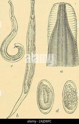 Die klinische Diagnose: Die bakteriologischen, chemischen und mikroskopischen Nachweis der Krankheit. ein undeutlicher Speiseröhre und ein Schwanz equalto die Hälfte der gesamten Länge. Die Präsenz des Parasiten ist withuncomfortable Empfindungen, unter denen Juckreiz in der Situation des theanus prominent ist. 150/3 besucht. Familie Strongyliclce (Levchart). Lbl - Zu dieser Familie gehört ein ANCHYLOSTOMA DUODENALE 227 der wichtigsten und gewaltige der Parasiten, die Thehuman Darm befallen. Dies ist - Anchylostoma duodenale (Dochmius duodenalis, Strongylus duo-denalis). - Es war früher geglaubt, dass diese wor Stockfoto