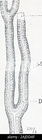 Ein Atlas der menschlichen Anatomie für Studenten und Ärzte. Stopfbuchse Zellen (secretingcells). Basalmembran Membrana propria;&gt; Drüse Zellen (secretingcells) Abb. 646.- SimpleTubular Drüse. Abb. 647.- ConvolutedTubular Drüse. Abb. 648,- BranchedTubular Drüse. Glandules Tubulos^-tubuläre Drüsen. Stockfoto