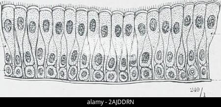 Ein Atlas der menschlichen Anatomie für Studenten und Ärzte. Bürgersteig Zellen-7,^7 ich Abb. 641.-Säulig, bzw. Bild. 642.- CubicalCylinder, Epithel. Epithel. Einfache Epithel^ in vertikalen Abschnitt Abb. 643.- Epithel. Fusiform Zellen - Kugelförmige Zellen -. Spalten oder pyramidenzellen-Basalmembran Abb. 644.-Transitional^ Säulig Flimmerepithel in vertikalen Abschnitt. Kapillaren Blutgefäße venöse Netzwerk Stockfoto