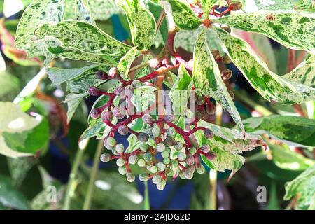 Nahaufnahme des geschlossenen Virginia Creeper Blütenknospen gegen bunte Blätter. Stockfoto