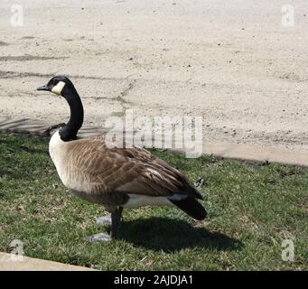 Profil anzeigen von Kanada Gans in Wilmington, Delaware Stockfoto