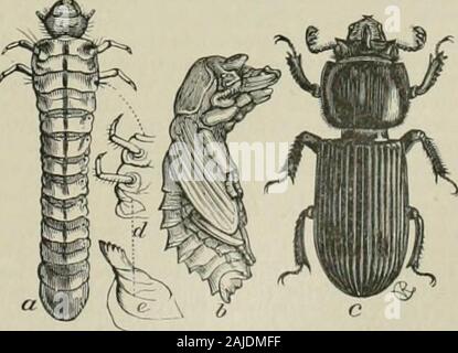 Das jahrhundert Wörterbuch und cyclopedia, eine Arbeit von Universal Referenz in allen Abteilungen des Wissens mit ein neuer Atlas der Welt. cial resem-blance diesen Vögeln. Tliere sind zwei Gruppen von nashornvögel, tlie Baum - nashornvögel und Boden - nashornvögel. Die letztere, die Gattung whichconstitute Bucorvus, haben die castiuc ganz Fei - geringe und in einigen Fällen vor. Eine der größten ofthe Baum - nashornvögel ist das Rhinozeros hornl) krank, Bueeros rhino - ceros, nachdem eine Rechnung fast zu Fuß in der Länge, und surmountedby ein Horn fast so groß. Er bewohnt Snmatra. Die con-cave-casqued hornbill Asiens ist B. biairins. Stockfoto