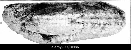 Bericht über die Paläontologie. AMMONITID/E DER UNTEREN BETT GREENSAND MERGEL. Platte XLIII. Erläuterung DER PLATTE XLIIL Ammoniten Delawarensis Morton (s. 252). Abbn. 1,2. Seitliche und Profil mit Blick auf eine große sjiecimen aus der Sammlung des Acad. Nat. Sci., Phila. Das Diagramm der ein Septum, Abb. 9 auf PI. Xliii, wird von den äußeren Teil der thisspecimen, 3d 4. Stockfoto