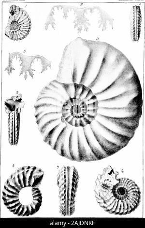 Bericht über Paläontologie. f^//AMMONITID/E UF DER UNTEREN UND MITTLEREN BETTEN GREENSAND MERGEL. Platte XLII. Erläuterung OP PLATTE XLII. Ammoniten Vanuxemi Morton (s. 253). Abbn. 1, 2. Laterale und dorsale Blick auf Dr. Mortons Art. 3,4. Profil aod seitlichen Blick auf ein größeres Exemplar aus der Sammlung von Di bin. Mus. Nat. Geschichte.5. Eine erweiterte Kontur (2x) eines Septum aus den äußeren Teil der letzten Probe. Ammonit^ Delawarensis Morton (s. 252). 6,7. Seitliche und der Blick auf eine kleine Probe, zeigen die engen volution in strongcontrast mit Bild. 4. 8. Seitenansicht eines größeren Musters. Bot.h Stockfoto