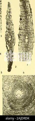 Bulletins der amerikanischen Paläontologie. Bull. Amer. Paleont., Vol.56 Platte 2^; V Wr. Stockfoto