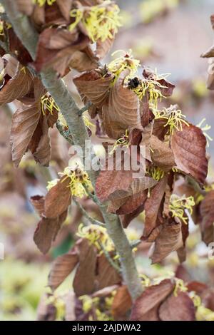 Hamamelis x intermedia 'Primavera' im Winter. Stockfoto