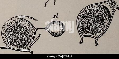 Elementare Botanik. Abb. 140. Vaucheria sessilis, einer antheridium zwischen zwei oogonien. Das antheridium bildet zahlreiche kleine Ovale jeder Körper mit twoslender Wimpern, die Zilien. Wenn dies sind die antherid-ium öffnet am Ende gebildet und sie entkommen. Es ist nach dem escapeof diese Spermien, die das antheridium zusammengebrochen ist. Eachspermatozoid ist ein männlicher Gamete. 304. Oogonium. - Die oogonien sind kurze Äste auch butthey groß werden und, % Eher oval. Die /* Septum trennt theprotoplasm ab, dass der Faden ist als wesee in der Nähe der Kreuzung der Zweig mit der mainthread. Die Stockfoto