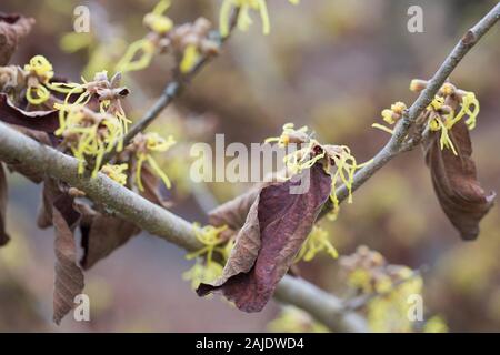 Hamamelis x intermedia 'Primavera' im Winter. Stockfoto