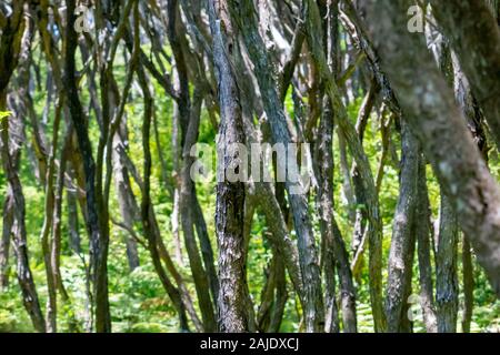 Charakteristische Stiele wriggly und Rinde Muster von Ti tree forest auf Kawau Island. Stockfoto