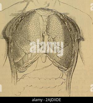 Hooper ist der Arzt Vade Mecum, oder ein Handbuch zu den Grundsätzen und der Praxis der Physik. - Hv. Diese conicalcavity vor, wo der Knorpel der Rippen verbunden sind Andie Brustbein abgeflacht, und hinter der Position, an der sich die Rippen mit der Wirbelsäule vereinigen; aber Es isrounded auf jeder Seite, wo Sie von den Rippen und ihre Karre 560 gebildet wird. Die wichtigsten Teile im Hohlraum des chestare die Lungen und das Herz, die frühere bei weitem thelargest Teil belegen. Die Größe der Brust entspricht eng mit dem sizeof Die Itings und haftet auf verschiedene Missbildungen, Krankheiten eine consequenceof Stockfoto