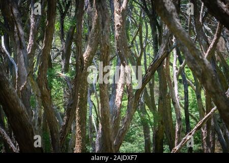 Charakteristische Stiele wriggly und Rinde Muster von Ti tree forest auf Kawau Island. Stockfoto