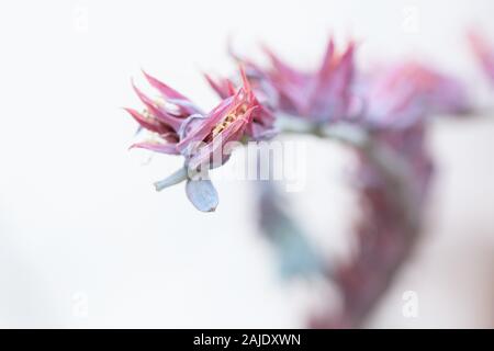Nahaufnahme der Blüten einer Echeveria 'Rosea' Werk. Stockfoto