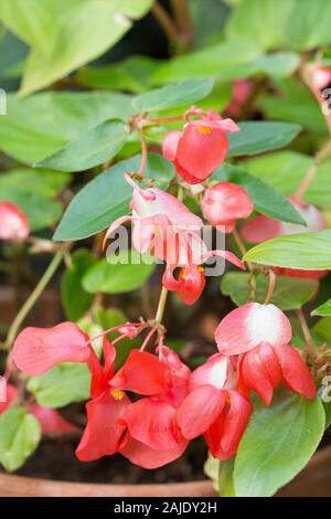 Begonia semperflorens blühende Pflanze. Stockfoto