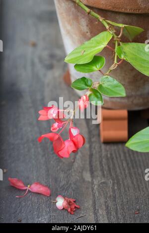 Begonia semperflorens blühende Pflanze. Stockfoto