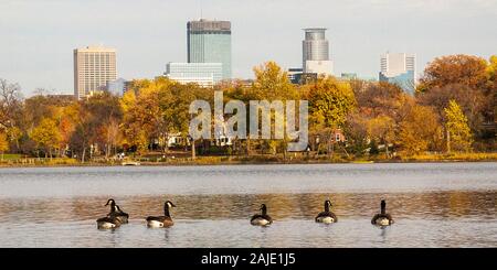 Ein Panorama Foto von Kanada Gänse auf See von den Inseln schwimmen vor dem Mnneapolis Skyline. Stockfoto