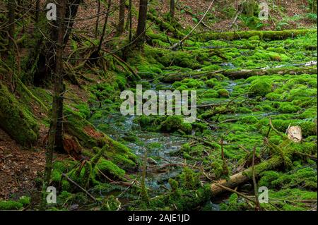 Grünes Moos bedeckt Felsen und verfallende Baumstämme. Bachbett in einem schattigen Wald. Dickson Falls, Fundy National Park, New Brunswick, Kanada Stockfoto