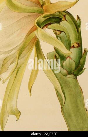 Die Cactaceae: Beschreibungen und Abbildungen von Pflanzen der Familie der Kakteen. [. M. E. Essen. m Dnl. Blume auf kurzen Zweig der Hylocereus monacanthus (natürliche Größe.) HYLOCEREUS. 189 Die von Bruder Leon an einer Wand, Jata Hügel, in der Nähe von Guanabacoa, Provinz Havanna, Kuba, 14. Juli 1913 (Nr. gesammelt 3719). Lebende Exemplare wurden in die Neue YorkBotanical Garten mit Blumen, die im September 1917 eingeführt. Wir sind hier, um J. A. shafers Nr. 13931 aus Kalk Felsen an Portales, Provinz Pinar del Rio, Kuba. Eine plantfrom der Isle of Pines, die uns von 0 gesendet. E. Jennings gehört vermutlich hier, aber Stockfoto