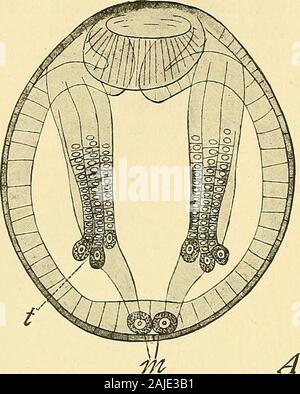 Die Zelle in der Entwicklung und Vererbung. {E), primäre Mesoblast {^f) und Mesoderm-Band (m) Dezentraler deutoplasm, oder in denen, wie Stachelhäuter - Eier, die alecithal sind. Solche Fälle beweisen, dass Balfours Gesetz ist nur eine teilweise Erklärung, wahrscheinlich der Ausdruck einer tiefer liegenden Ursache, andthere besteht Grund zu der Annahme, dass diese Ursache Hes außerhalb des immediatemechanism der Mitose. Conklin (94) hat die Aufmerksamkeit auf thefact^, dass die unmittelbare Ursache der Ungleichheit wahrscheinlich nicht notlie entweder im Kern oder in der amphiaster; nicht nur für thechromatin-Hälften, sondern auch die Astern Stockfoto