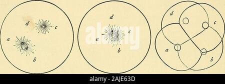 Die Zelle in der Entwicklung und Vererbung. vage in fourequal Blastomeren, von denen jede erhält eine Der zentrosomen. 1 vgl. S. 307. 356 Zelle - CHEMIE UND PHYSIOLOGIE DER LETZTEREN, deshalb müssen die Zentren der Division werden;^ Obwohl itmust nicht vergessen werden, dass in einigen Fällen jedenfalls Normale divisionrequires die Anwesenheit von Kernmaterie (s. io8). Das zentrosom muss jedoch etwas mehr als eine meredivision-Center werden; für die, die einerseits in Leukozyten und Pigment - cellsthe astral System gebildet über Es ist gewidmet, da es gute reasonto Glauben, nicht auf die Zelle - Abteilung, aber t Stockfoto