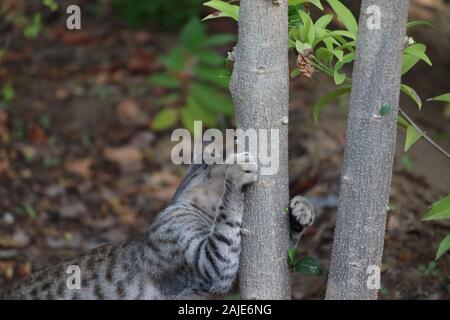 Katze im grünen Gras im Sommer. Schöne rote Katze mit gelben Augen. ein Kätzchen - Sibirische Katze jagd in Garten Stockfoto