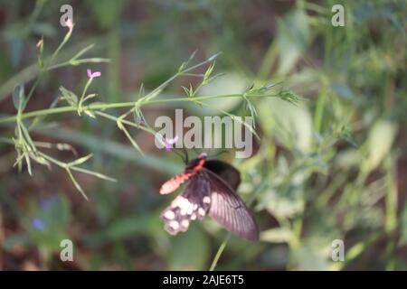 BlackMorpho, Morpho peleides, großer Schmetterling sitzt auf grüne Blätter, schöne Insekt in der Natur Lebensraum, die Tier- und Pflanzenwelt aus Indien Stockfoto