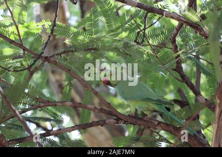 Die blau-naped Parrot oder Tanygnathus lucionensis, auch die Blauen - gekrönte Green Parrot, Luzon Papagei, der philippinische Green Parrot oder als picoy auf Sitzung Stockfoto