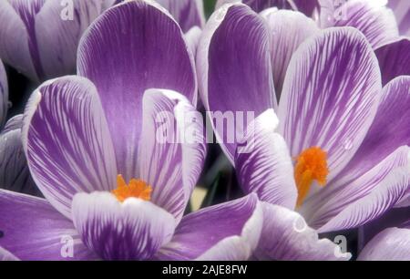 NAHAUFNAHME DER VIOLETTEN UND WEISSEN KROKUSBLÜTEN Stockfoto