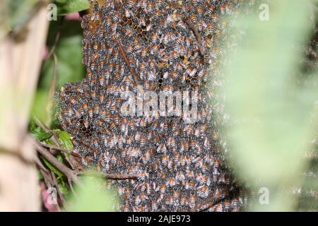 Nahaufnahme von Bienen auf wabe in der Imkerei - selektive Fokus, kopieren Raum Hintergründe Stockfoto