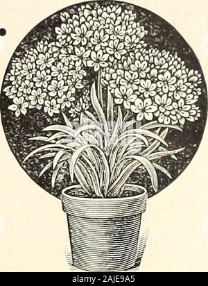 H.W Buckbee Samen und Pflanzen Guide: 1905. ALYSSUM - Zwerg Pflanzen. Jede spreadsso als vollständig covera kreisförmigen 12 bis 20 Zoll Durchmesser. Bleiben mbloom ab Frühjahr: ii: ich Frost. Kleines Juwel-Pkt. 150 Samen 4 C. Sweet-Pkt. 200 Samen 3 c ANEMONE - Zu den frühesten andbrightest der Frühling Blumen. Farben rangethrough einige Farbtöne. Robustes jährliches. Gut gemischt. Pkt 5 C. ALLIUM - Th mit hVwc - lPkt. 8 c. e Braut - Immer coveredduauie für Bouquet. Stockfoto