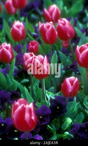 ROSA UND WEISSE TULPEN (TULIPA) UND VIOLETTE PANSIEN (VIOLA) WACHSEN IN EINEM KLEINEN GARTENBETT ZUSAMMEN. Stockfoto