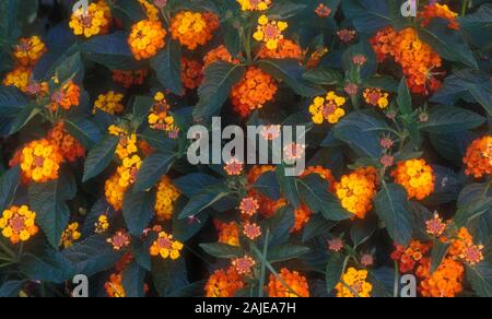 NAHAUFNAHME DER GELBEN UND ORANGEN LANTANA CAMARA-BLÜTEN, DIE VIELE GEMEINSAME NAMEN HABEN, EINSCHLIESSLICH GEMEINER LANTANA, STRAUCHVERBENE, SPANISCHE FLAGGE, WILDER SALBEI. Stockfoto