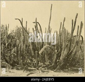 Die Cactaceae: Beschreibungen und Abbildungen von Pflanzen der Kaktus Familie. ngterminal Bürsten. Diese Modifikation der Dornen aus der Blüte areolen ist ähnlich wie ich 78 Die CACTACEAE. die Veränderungen, die wir in bestimmten anderen Gattungen wie Cephalocereus, Arrojadoa sehen, und eine lessextent in Carnegiea, die beide dieser Arten und Carnegiea gigantea Havebeen von einigen Autoren bezogen auf die Gattung Pilocereus. Lophocereus schottii bewohnt, Teile der westlichen Mexiko und südlichen Arizona, whichhave grosser Trockenheit, aber es wächst in der Regel in Kolonien und auf diese Weise scheint therigor zu widerstehen Stockfoto