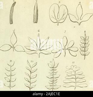 Eine Einführung in die Botanik mit einer Erläuterung der Theorie der Wissenschaft; von den Arbeiten von Dr. Carl von Linné extrahiert. ^: PLATTE VIII. Blätter. Einfache Blätter Qntinued. Abb. ?S Ulcate (s. 200) Tereces (s. 198)? 1 zusammengesetzten Blättern. 3 Binate 4 Temate, mit der fiederblätter feflile |, j^, 5 Temate, mit der fiederblätter petiolatc? Fingerförmig Fingerförmig) 6 7 Pedate (s. 202) 8 Gefiedert mit einer ungeraden (s. 201) 9 abrupte (s. 201) 10 abwechselnd (s. 201) 11 interruptedly (s. 201) 12 cirrhofe (s. 201) IJ-Konjugat (s. 20 2) 14 decurfively (s. 201) 15 wortgewandt (s. 201) 16 Lyrate" (s. 192) 17 Biternate (s. 202) Stockfoto