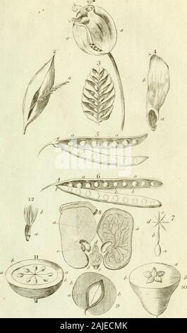 Eine Einführung in die Botanik mit einer Erläuterung der Theorie der Wissenschaft; von den Arbeiten von Dr. Carl von Linné extrahiert. Eine %J P L A T E n. Teile der Frucht. I. Capfule: a, die Valvules (s. 14) Abb. 2 a, einen Behälter von Samen (s. 17) Abb. 3. Ein Strobilus (s. 15) Abb. 4. Eine geflügelte Samen: a, der Samen; t, der Flügel (s. 16) Abb. 5. Eine Lcgumen: a, die obere Naht, entlang des Gefäßes whichruns oi die Samen (s. 15) Abb. 6. Eine Schote: a, b, die beiden Nähte, die falleiied theSeeds sind abwechselnd (s. 14) Abb. 7. Ein feed gekrönt mit einem Pappus: a, der Samen; b, der Sripes der Pappus (s. Stockfoto