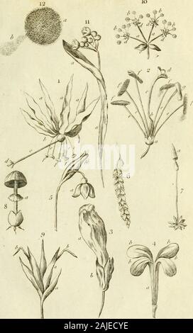 Eine Einführung in die Botanik mit einer Erläuterung der Theorie der Wissenschaft; von den Arbeiten von Dr. Linnaeus. efrom der Corolla (s. extrahiert 2) ein, die Perianthium (s. 5) b, der Deutsch; c, der Stil;&lt;/, das Stigma (s. 12) e, die Filamente;/, der Antherae burfting und dilchargingthe Pollen; g, ein anthera bevor Es burft{s. 11) Abb. 3. Eine Blume whofe Corolla ist monopetalous: a, theCorolla (s. 5) b, der Perianthium (s. 3) Abb. 4. Eine polypetalous Krone: Eine, die Ungues; b, theLaminae (s. 8) Abb. J. eine Nanlfus iffuing aus der Spatha: Eine, die Blume Ji, Spatha (s. (4) Abb. 6. Ein Stockfoto