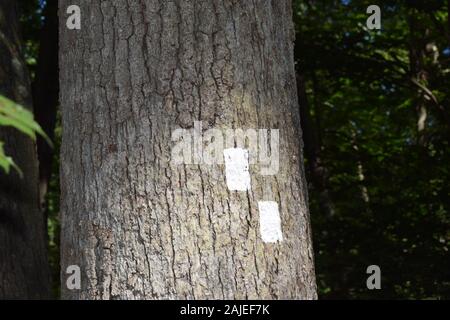 Zwei weiße Quadrate oder Rechtecke auf einem Baumstamm im Wald eine Spur zu markieren gemalt. Stockfoto