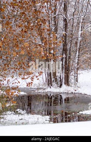 Bäume sind in einem kleinen vereisten Teich wider, nach einem frühen Schneefall im späten Herbst Stockfoto