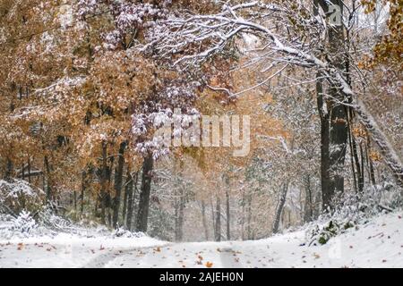 Herbst Blätter fallen auf Neuschnee in diesem Frühjahr verschneiten Landschaft Stockfoto