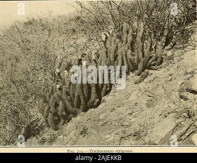 Die Cactaceae: Beschreibungen und Abbildungen von Pflanzen der Kaktus Familie. Art ist sehr häufig in den Wüsten der Provinz Mendoza, especiallyabout der Stadt Mendoza und in den Gebirgstälern weiter nach Westen. Die firstspecimens waren zweifellos verschickt durch Chile, die vor der Eisenbahn war dies die mostaccessible Route aus Mendoza. Cereus myriophyllus Gillies (Allg. Gartenz. 1: 365. 1833), von Schumann als asynonym dieser Art gegeben, war nie beschrieben und der Name wurde hier bezog sich ursprünglich mit * Wir haben festgestellt, dass Echinocactus ceralistes Otto, einem der Stockfoto