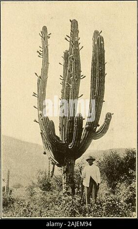 Die Cactaceae: Beschreibungen und Abbildungen von Pflanzen der Familie der Kakteen. Abb. 203.- Trichocereus terscheckii. a, Blüte; b, Obst. X0.4.. Abb. 204.-Trichocereus terscheckii. Art ort: Argentinien, aber keine konkrete Stelle zitiert. Verbreitung: Norden Argentiniens. Dies ist ein sehr großer Kaktus, in Argentinien cardon Grande genannt. Es hat häufig beenconfused mit anderen Spezies, T. pasacana, der gleichen Region, aber er ist mehr verzweigt, mit weniger Rippen, verschiedene Stacheln, und größere Blüten. TRICHDCICRIHS. 141 Stockfoto